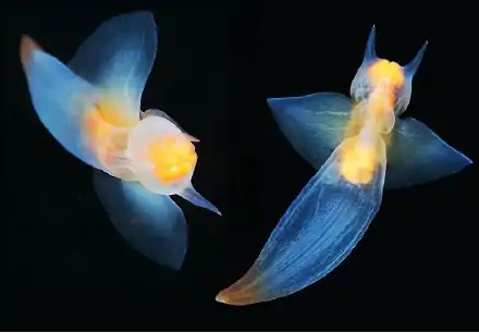 海洋生物■最新科学发现!七种你一定没看过的海洋生物,样貌惊人千奇百怪