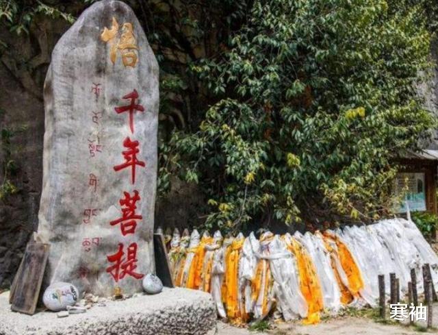 寒袖|千年云南古树长出“手臂”，“佛手”还是“鬼手”，网友结论不一