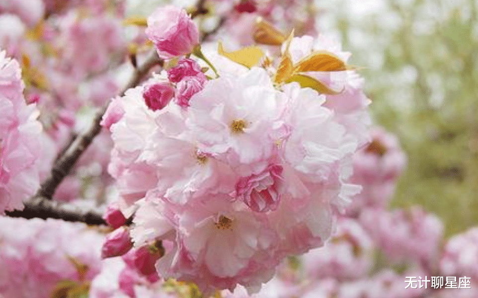 旧爱|未来十天，这4个星座会遇到真爱，旧情放下，新的感情到来