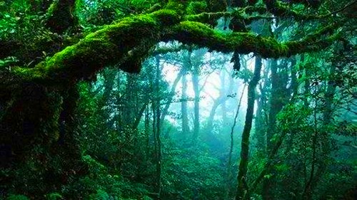 火星@蛇的寿命一般是多久？