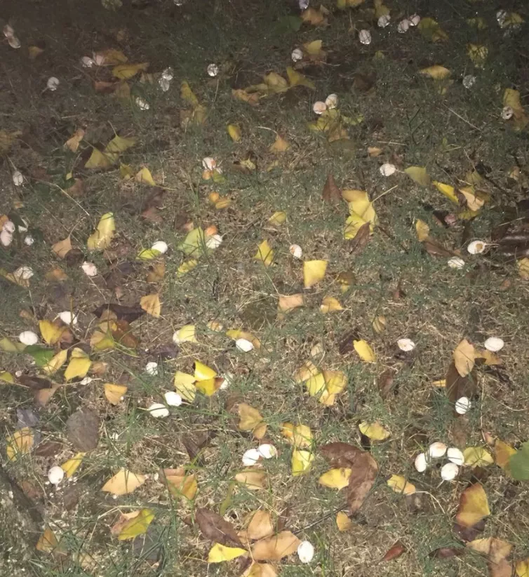 芒果都市|提醒！湖南街头、公园正大量出现！千万别乱采食！