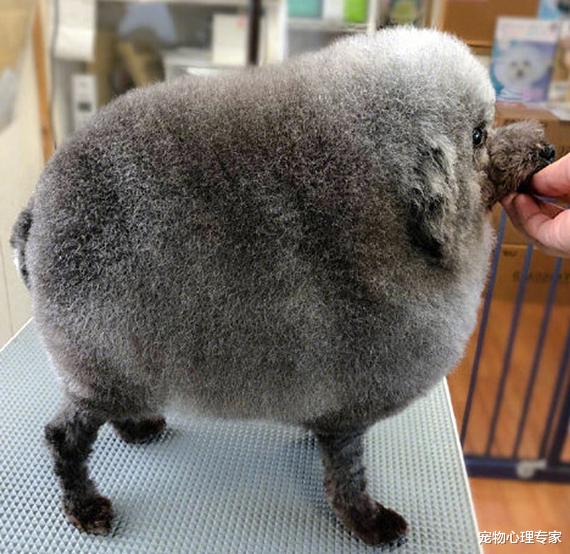 铲屎官|狗狗被带到宠物店美容，结束后一看造型，感觉狗子要自闭了