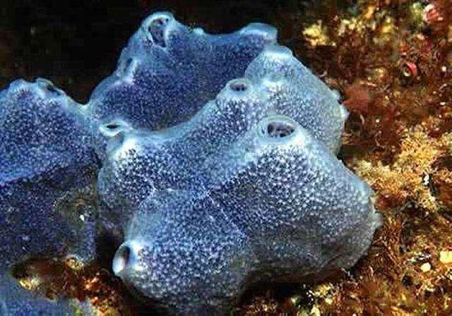 基因|哈佛教授透露逆龄 \冷\知识:饥寒交迫不容易变老