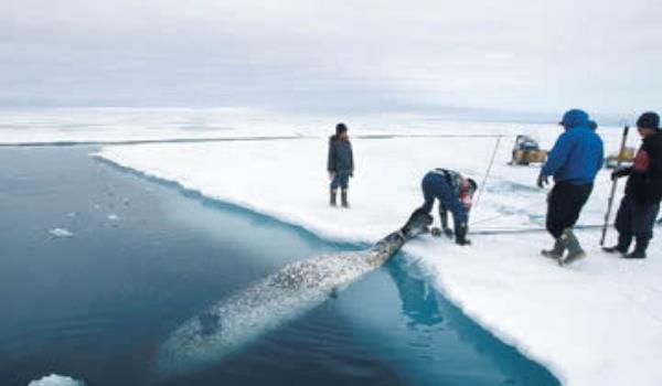 「独角鲸」世上最贵的牙齿，比黄金还要更贵重，一颗就能买下一座城堡