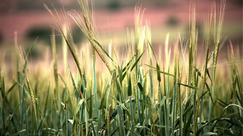 【白羊女】5月未来10天，好运到来，财运渐旺，聚财一流，生活金玉满堂的四属相