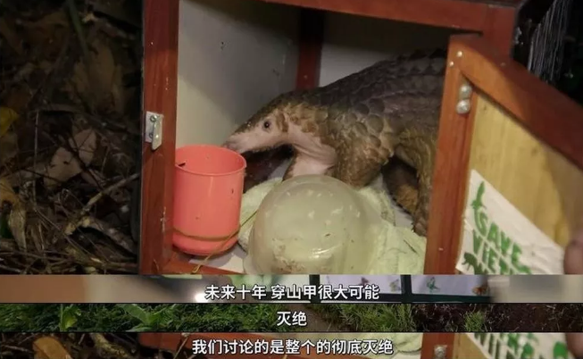 你好吴所畏|又一综艺被骂上热搜，破坏濒危植物惹怒14亿国人，背后的真相太恶心了！