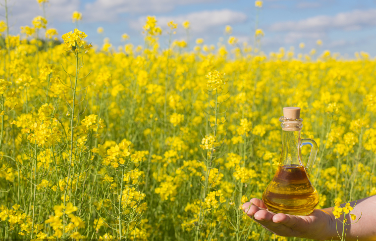 加拿大|接单接到手软！俄罗斯出口2000吨，加拿大：希望中国不计前嫌