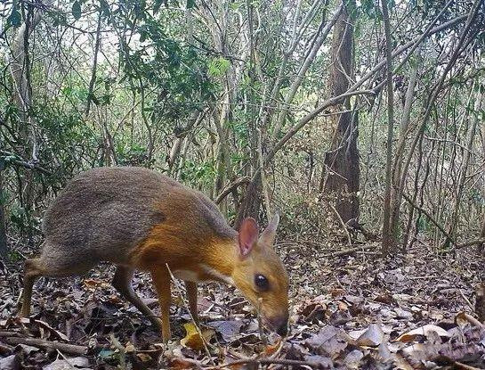 『科学家』已灭绝30年的物种再次现身:世界最神奇的鹿,跟老鼠差不多大