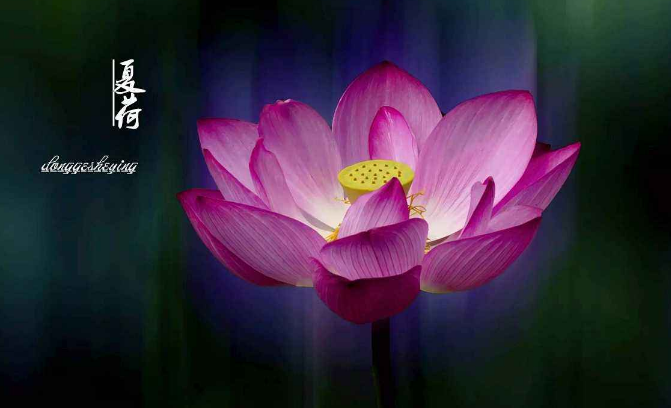 「属兔」未来1周,天赐鸿运,财旺福旺,事业发展兴旺,即将转富贵的生肖