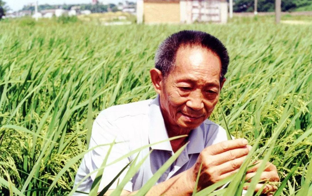 粮价|“好心”还是另藏猫腻？美国降低粮价，半年向中国出口4505万吨大豆