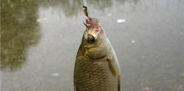 鲫鱼|号称“万能饵”的蚯蚓，冬季如何才能多钓鱼？这3个思路可以参考