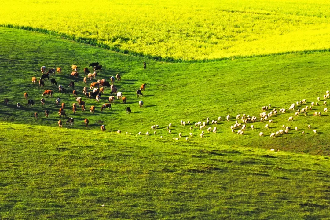 「门源」未来30天,中国这7个地方将美哭全世界
