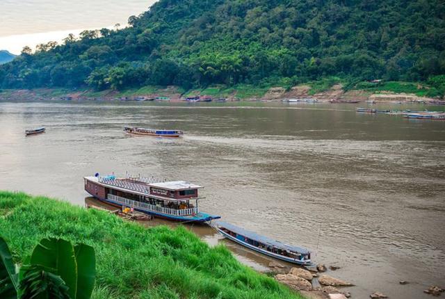 「」湄公河虾泛滥成灾，各个都有巴掌大，中国吃货为何认怂不敢吃？