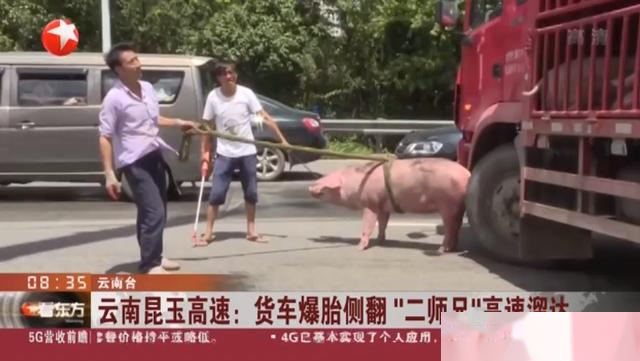 猪肉暴涨，但拉猪司机太难了！在高速上赶猪，经常因为太臭被举报