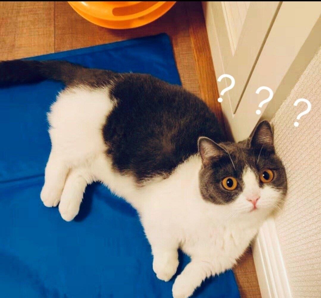 肖战@肖战在直播间cue到坚果，坚果：挺突然的！喝橙汁表情亮了