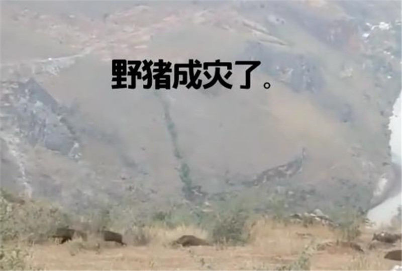 贵阳网 贵州仁怀这个村野猪成群进村，村民：干活也会碰到