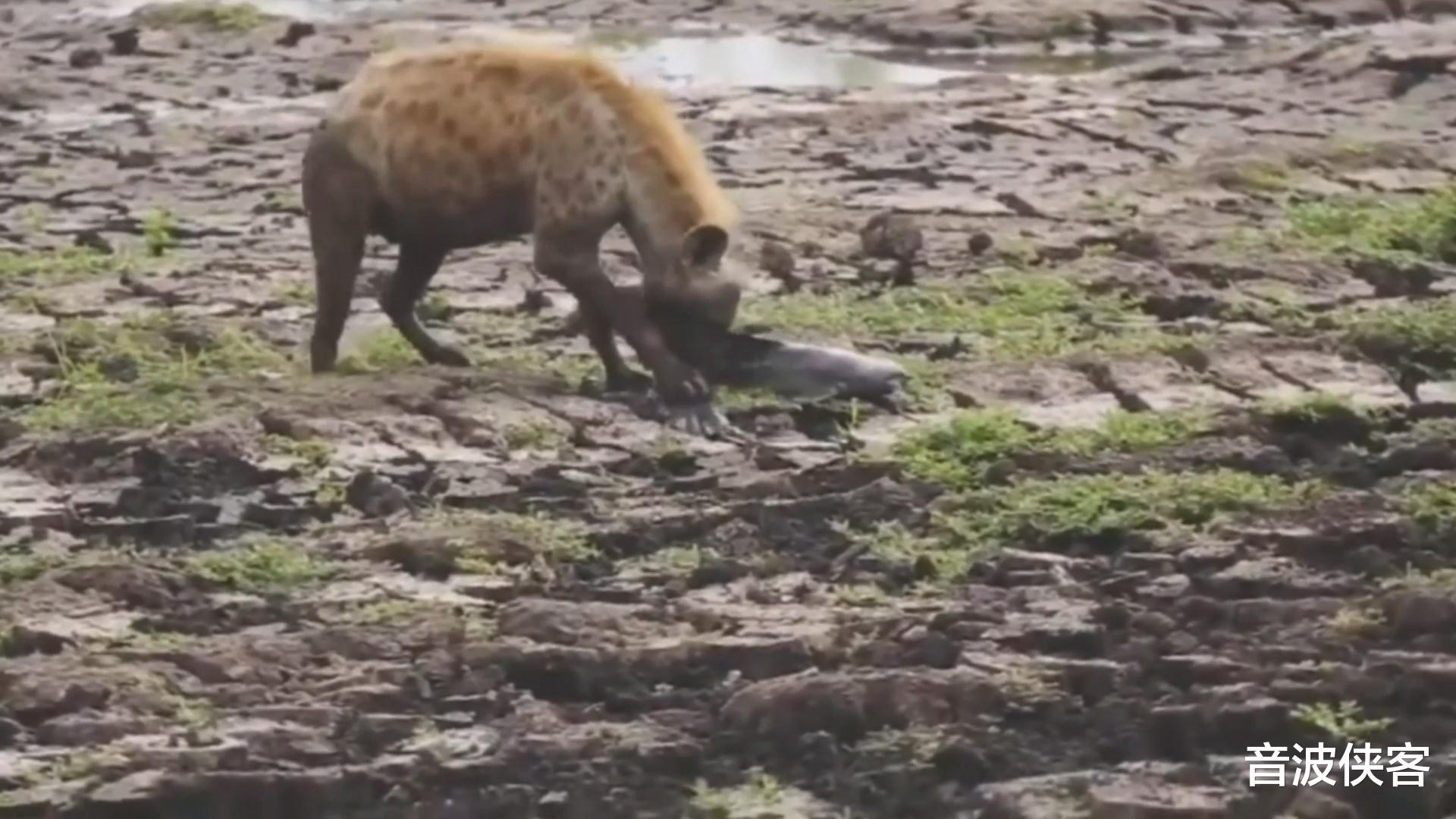 「鬣狗」非洲鬣狗捕食大鲶鱼，只吃一口就被鱼刺卡住
