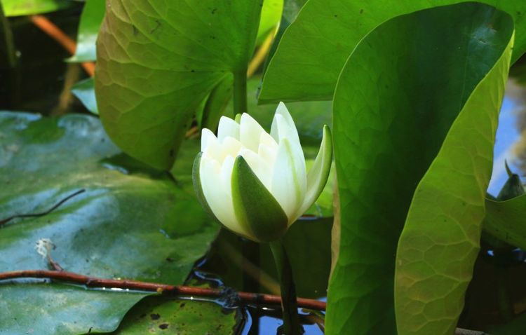 生肖|8月下旬期间，桃花大涨，遇见真爱，良缘到手的4大生肖