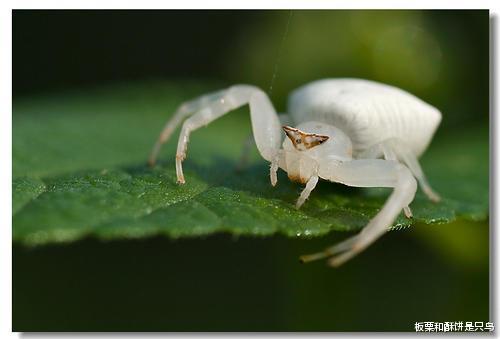 神农架|野生白化动物稀少，为什么在神农架成批出现？到现在已发现20多种