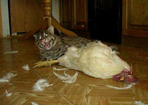 老虎■自然界最难养的猫科动物:不是狮子也不是老虎,而是最喜欢捕鱼的它