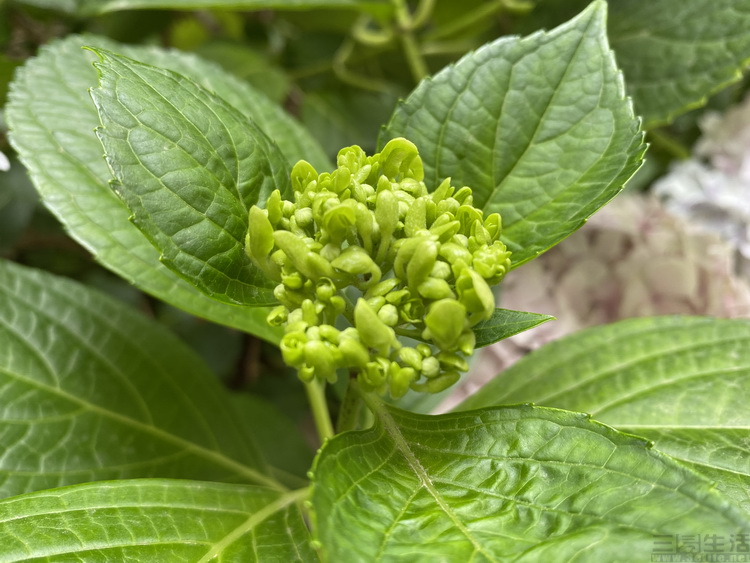 「安卓」在十年老安卓用户眼中，iPhone用起来感觉如何？