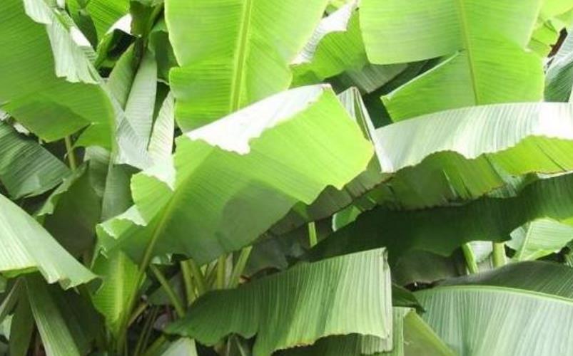 【粽子】端午要到了，还买粽叶呢？这几个身边的“树叶”不好吗？