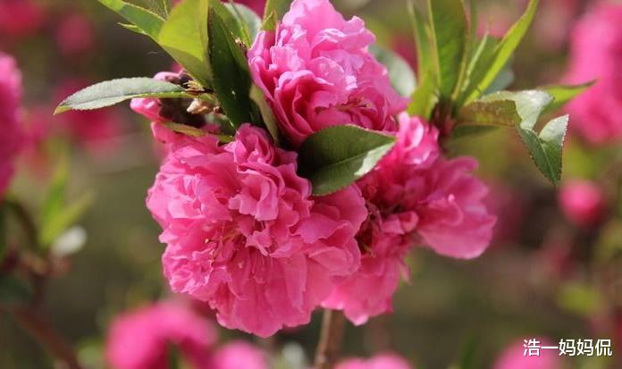 「生肖」6月26号,赚钱能力增强,财星高照,4生肖紫气东来,日子喜事到