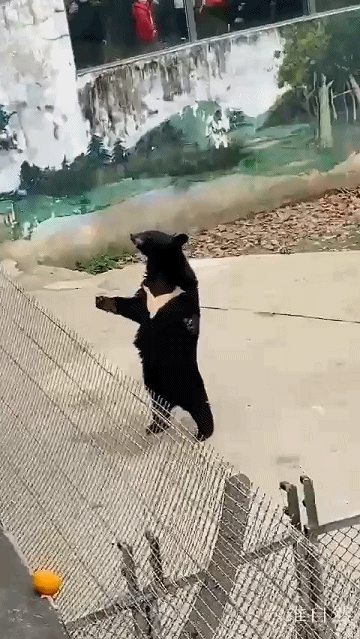 六维自然 成都一头黑熊成为网红，因其经常站立挥手，仿佛是和游客打招呼
