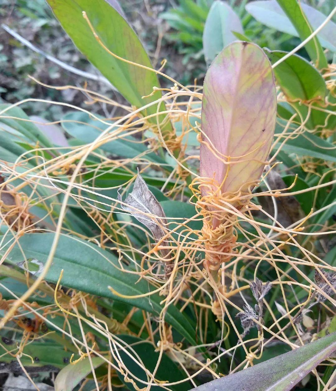 爬山虎|救命！入侵植物爬进院子，三年都杀不完！