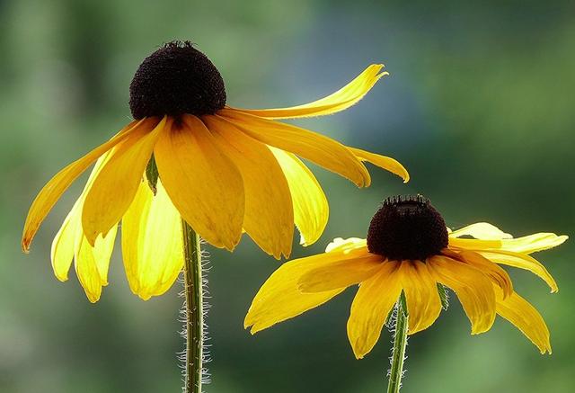 生肖|8月,熬过苦日子,翻身在即,4生肖努力有回报,咸鱼翻身惹人喜