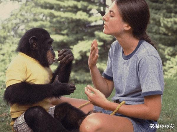 黑猩猩|苏联科学家重金找5名女性，人和黑猩猩后代实验，最后结果如何？