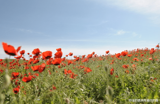 生肖|9月12号开始,4属相好运连连,大发横财,升职加薪,步步高升