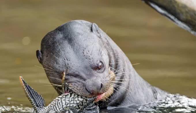 【食人鱼】亚马孙河现“水中狼”，一天要吃8斤鱼，不怕美洲豹，连凯门鳄也敢杀！
