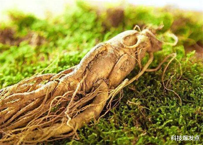 人参@“千年人参会跑”是真的吗？老人还会系上红线，有科学依据吗？