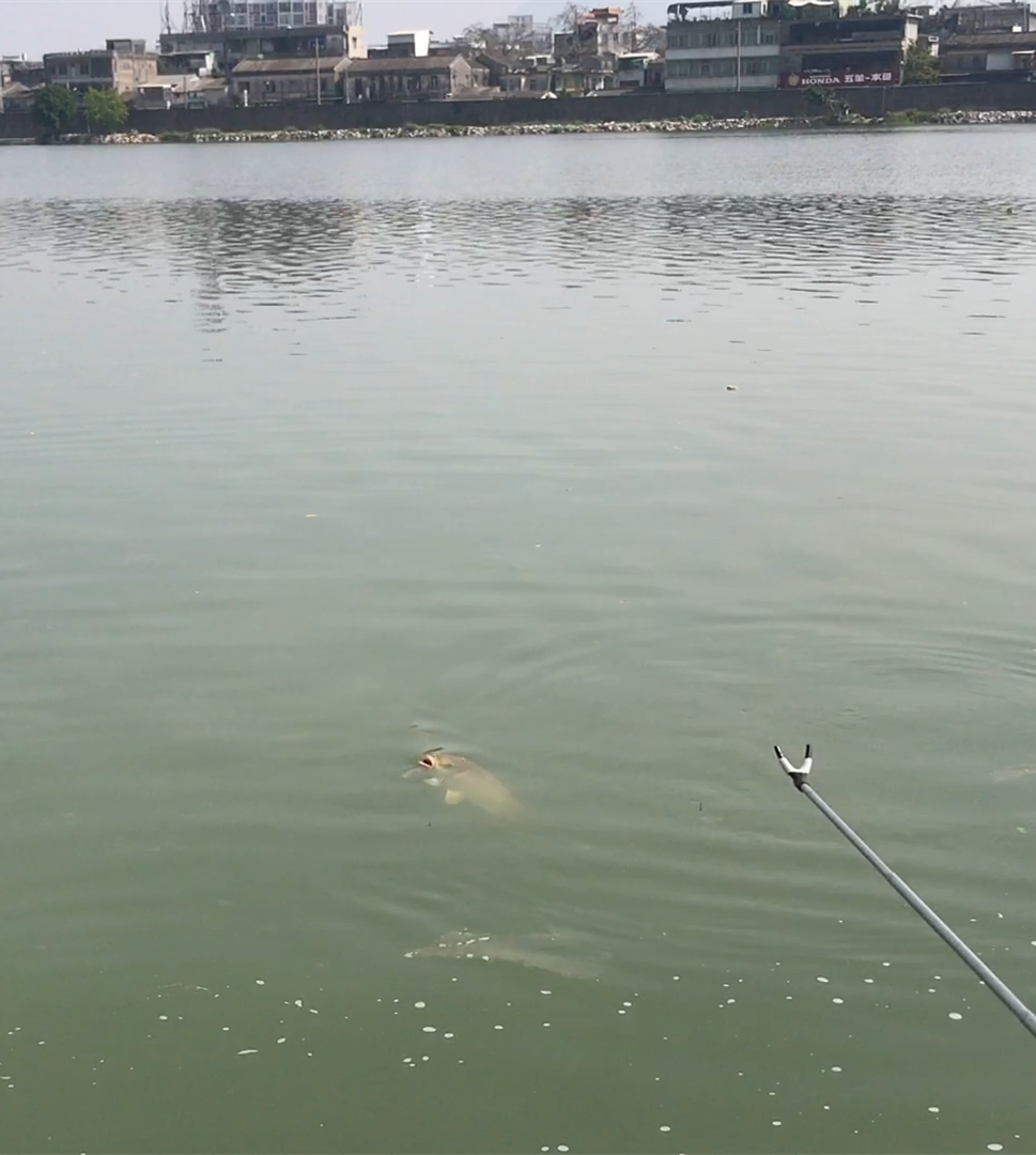 ：调平水到底要钓几目，给你一条公式，剩下的交给鱼情