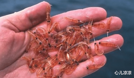 「」磷虾每年被吃掉约2亿吨, 为什么至今还没有灭绝? 网友: 真可怕