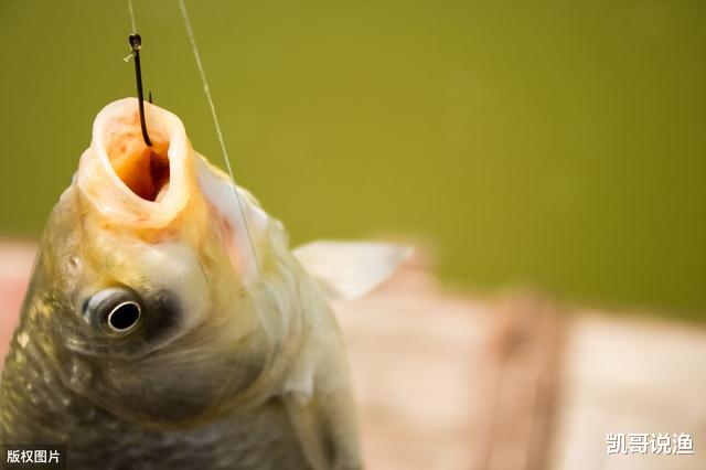 鲫鱼:夏季不能用腥饵?错,不同的鱼情和水情下应该使用腥饵