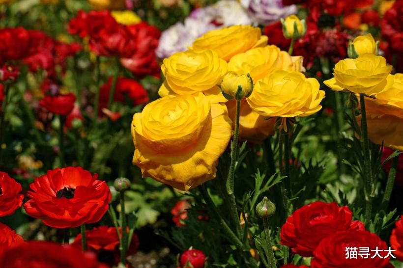 [生肖]7月起，桃势逆转，情缘极佳，路遇真爱的4大生肖，早日拥抱幸福