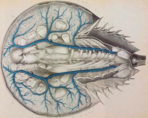 濒危物种|它来自4亿年前,为人类作出了巨大贡献,如今却成了濒危物种