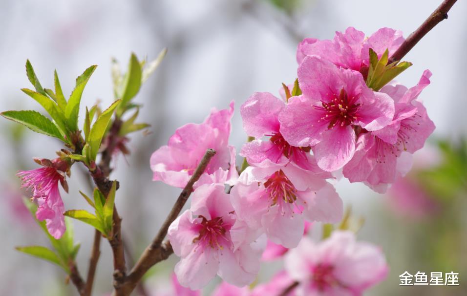 生肖▲最近十天,天生命贵多金,鸿运当头的3大生肖