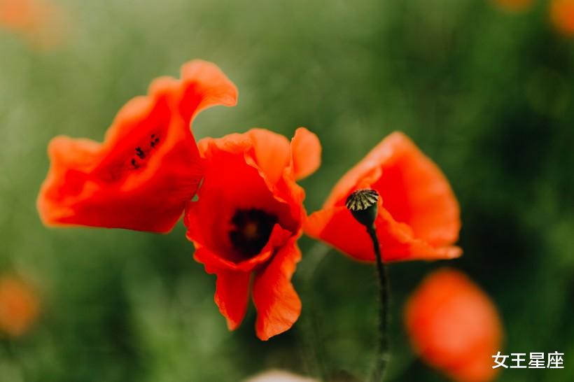 运势：最近十天，3生肖运势如虹，苦尽甘来迎来转运最佳时机！