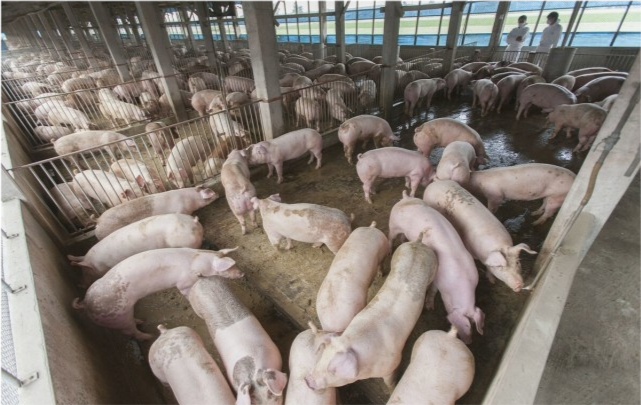 生猪价格|涨红一片！猪价迎来逆势反弹，这轮下跌要结束了？附26日猪价