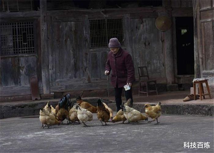 【】假如人类不再吃肉，一只鸡最长能活多久？没想到答案是这样！