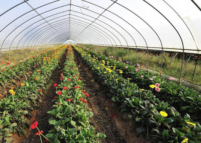 【】宁愿不吃，也别碰4种“蔬菜”，寄生虫“成堆”，沸水都杀不死！