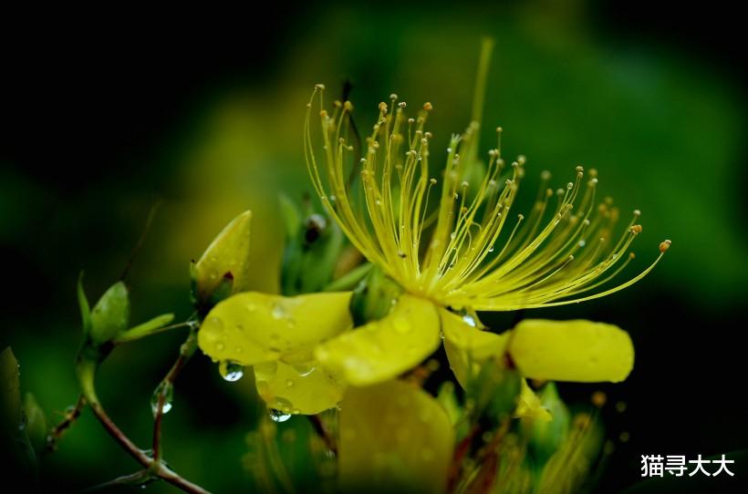 生肖▲下半年能够喜结连理，步入婚姻殿堂的四大生肖