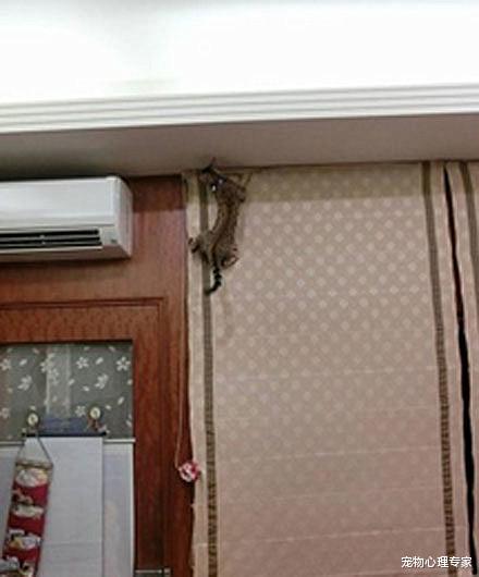 女子发现墙上趴着东西，以为是什么动物跑进家里，看了看不淡定了