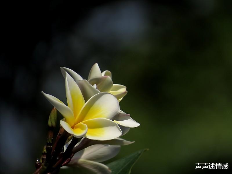 『生肖』7月中旬期间，旧爱回归，与前任再续前缘，破镜重圆的四大生肖