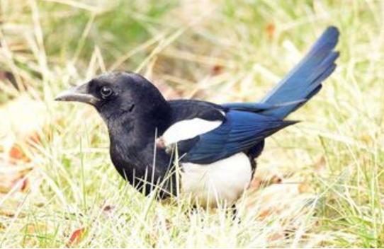 运势@财运爆棚，买彩票都可能中奖的生肖