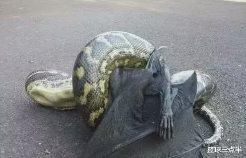 「蟒蛇」澳大利亚真是神奇的地方, 随处可见奇怪又巨大的生物, 很恐怖!