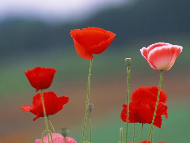 金牛座■最爱“回娘家”的三个生肖女，一生气就跑回去，丈夫处处哄着她们